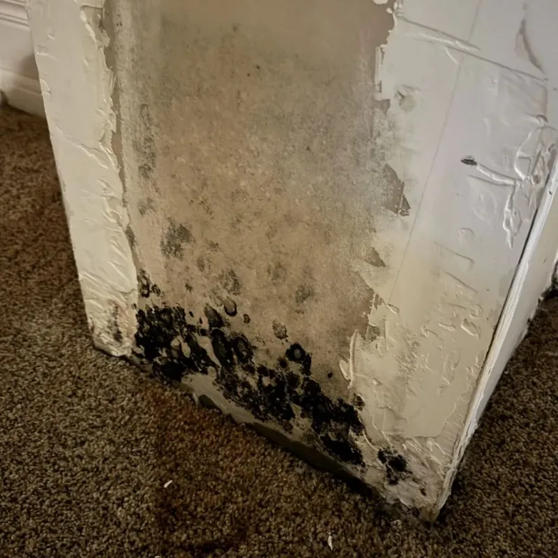 Professional Mold Removal in Harding County, NM